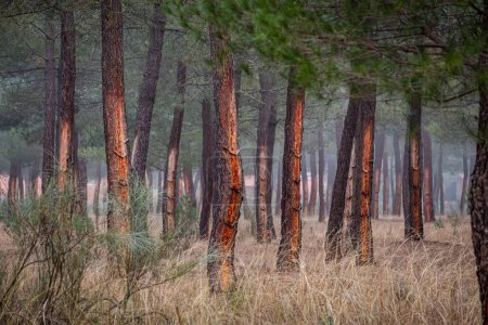 Foto de Extracción de resina en un bosque Pinus pinaster, Montes de Coca, Segovia, España - Imagen libre de derechos