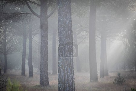 Téléchargez les photos : Extraction de résine dans une pinastre Pinus, Montes de Coca, Ségovie, Espagne - en image libre de droit