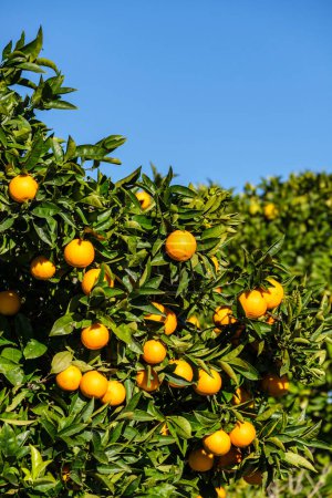 Foto de Naranjas en el árbol, Lloret de Vista Alegre, Mallorca, Islas Baleares, España - Imagen libre de derechos