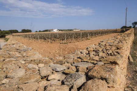 Photo for Vineyards of the Terramoll winery, La Mola, Formentera, Pitiusas Islands, Balearic Community, Spain - Royalty Free Image