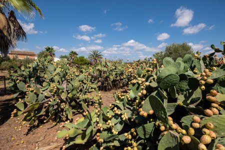 Foto de Peras espinosas con frutos maduros, Son Marrano, Mallorca, Islas Baleares, España - Imagen libre de derechos