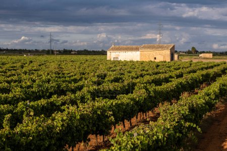Photo for Rows of vineyards and tool house, Santa Maria del Cami, Mallorca, Balearic Islands, Spain - Royalty Free Image