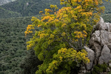 Photo for Autumn maple, Acer opalus subsp. garnetnse , Ses Voltes d'En Galileu, Mallorca, Balearic Islands, Spain - Royalty Free Image