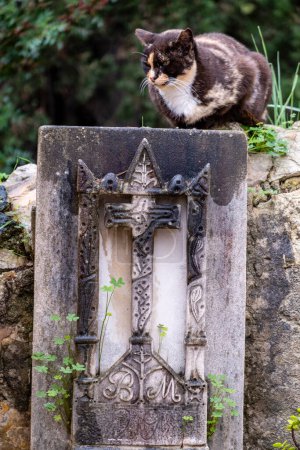 Téléchargez les photos : Chat sur une pierre tombale, cimetière municipal de Gênes, Majorque, Îles Baléares, Espagne - en image libre de droit