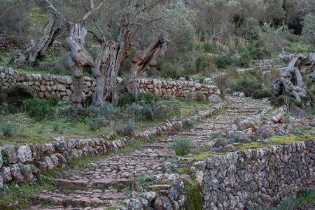traditional cobblestone road, Balitx, Fornalutx, Mallorca, Balearic Islands, Spain