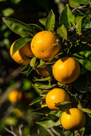 Téléchargez les photos : Oranges sur l'arbre, Lloret de Vista Alegre, Majorque, Îles Baléares, Espagne - en image libre de droit
