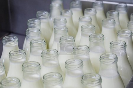 Photo for Fresh milk, Sa Teulera farm, Petra, Mallorca, Balearic Islands, Spain - Royalty Free Image