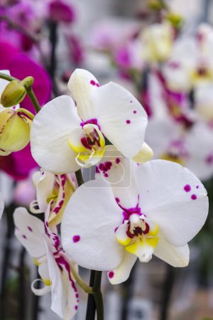 Photo for White orchid, Phalaenopsis, Mallorca, Balearic Islands, Spain - Royalty Free Image