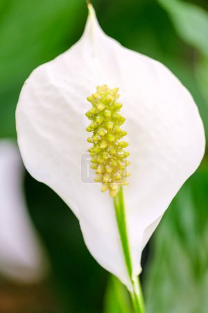 Photo for Spathiphyllum flower, Mallorca, Balearic Islands, Spain - Royalty Free Image