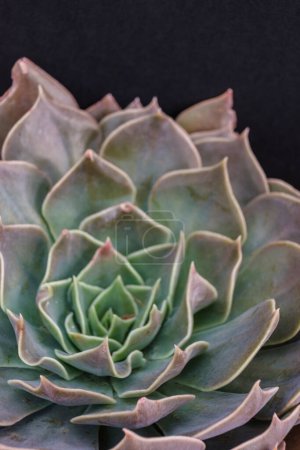Photo for Echeveria affinis ,Mallorca, Balearic Islands, Spain - Royalty Free Image