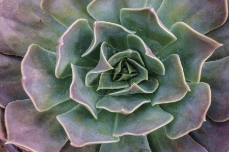 Photo for Echeveria affinis ,Mallorca, Balearic Islands, Spain - Royalty Free Image