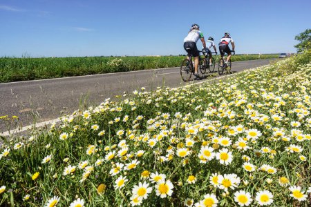 Téléchargez les photos : Ciclistas en la carretera de Es Trenc, Campos del Puerto, Mallorca, Islas Baleares, Espagne. - en image libre de droit