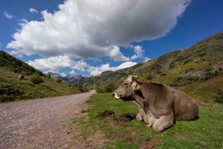 Photo for Vaca junto a la pista, valle de Guarrinza, pirineo aragones,Huesca,Spain - Royalty Free Image
