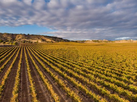Photo for Field of vines, Aranda de Duero, Burgos province, Spain - Royalty Free Image