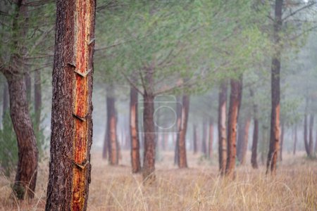 Photo for Resin extraction in a Pinus pinaster forest, Montes de Coca, Segovia, Spain - Royalty Free Image