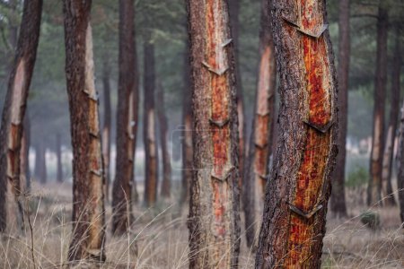 Foto de Extracción de resina en un bosque Pinus pinaster, Montes de Coca, Segovia, España - Imagen libre de derechos