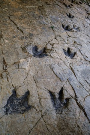 Foto de Huellas de dinosaurio, yacimiento de Los Cayos, Cornago, La Rioja, España, Europa - Imagen libre de derechos