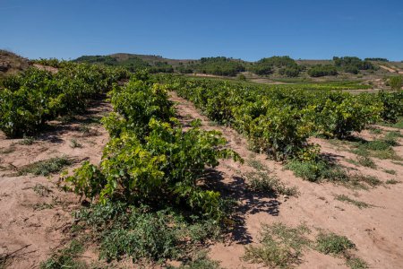 Photo for Campo de vides, San Asensio, La Rioja, Spain - Royalty Free Image