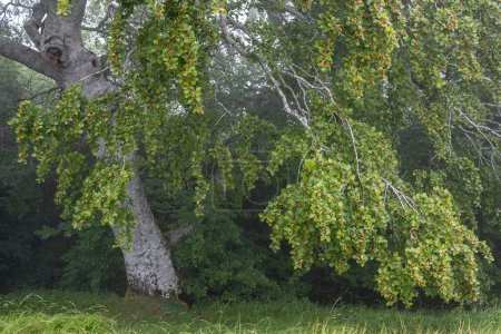 Photo for Beechnuts, fruit of the beech, Sierra de Aralar, Navarra, spain - Royalty Free Image