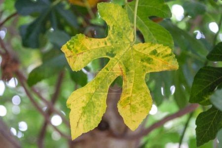 Photo for Fig leaves in autumn, Mallorca, Balearic Islands, Spain - Royalty Free Image