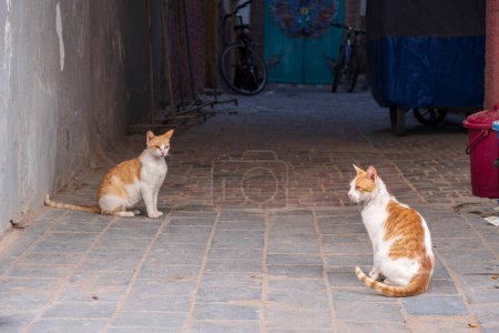 Téléchargez les photos : Chat de rue, Essaouira, Maroc, Afrique - en image libre de droit