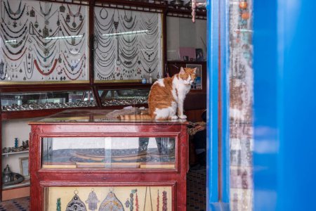 Téléchargez les photos : Chat sur le comptoir d'une bijouterie, Environs de la mosquée Ben Youssef, Essaouira, Maroc, Afrique - en image libre de droit
