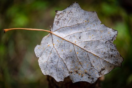 Photo for Autumnal leaf of populus alba, mallorca - Royalty Free Image