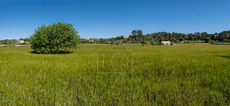 Photo for Fig tree in a cereal field, Lloret de Vistalegre, Mallorca, Balearic Islands, Spain - Royalty Free Image