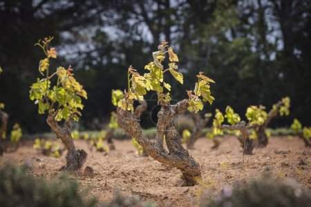 Photo for Vine strains, Portossaler, Formentera, Pitiusas Islands, Balearic Community, Spain - Royalty Free Image