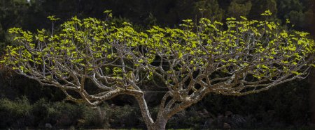 Téléchargez les photos : Fig tree, Formentera, Iles Pitiusas, Communauté Baléare, Espagne - en image libre de droit