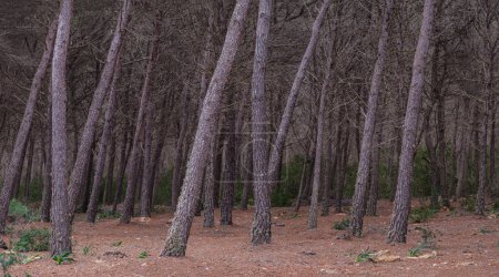 Photo for La Mola forest, Formentera, Pitiusas Islands, Balearic Community, Spain - Royalty Free Image