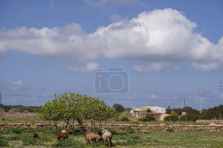 Foto de Cabras bajo una higuera, Formentera, Islas Pitiusas, Comunidad Baleares, España - Imagen libre de derechos