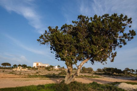 typical house, Formentera, Pitiusas Islands, Balearic Community, Spain
