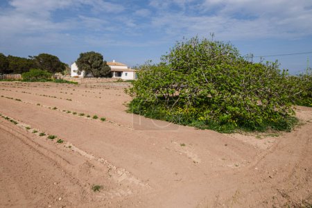 Photo for Vegetable patch, Formentera, Pitiusas Islands, Balearic Community, Spain - Royalty Free Image