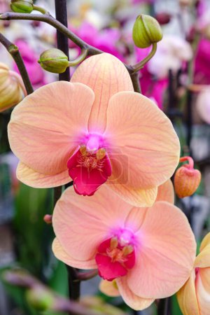 Photo for Pink orchid, Phalaenopsis, Mallorca, Balearic Islands, Spain - Royalty Free Image