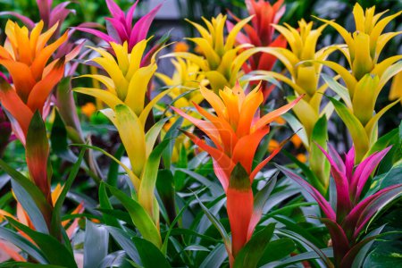 Photo for Guzmania in flower, Mallorca, Balearic Islands, Spain - Royalty Free Image