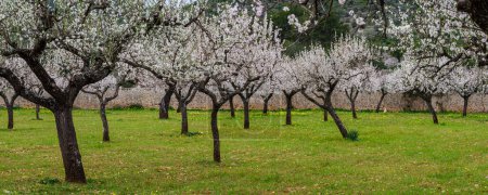 Téléchargez les photos : Field of almond blossoms, Mancor de la Vall, Mallorca, Balearic Islands, Spain - en image libre de droit