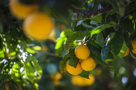 Téléchargez les photos : Oranges sur l'arbre, Lloret de Vista Alegre, Majorque, Îles Baléares, Espagne - en image libre de droit