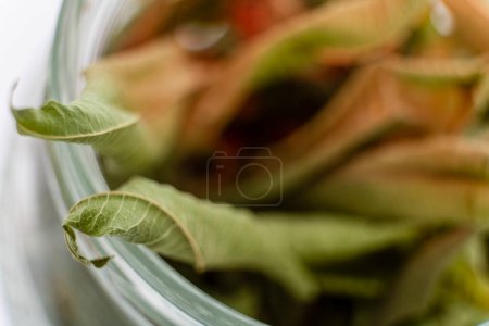Photo for Dried leaves of Aloysia citrodora,  lemon verbena - Royalty Free Image