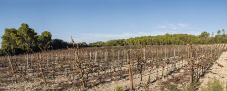 Photo for Autumnal vine field, Montuiri, Mallorca, Spain - Royalty Free Image