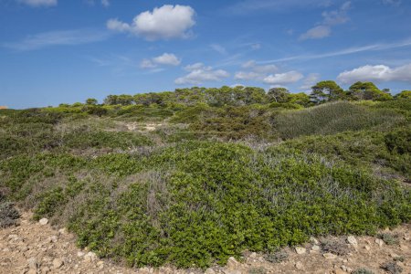 Foto de Bosque y matorral mediterráneo, Costa de Santanyi, Mallorca, España - Imagen libre de derechos
