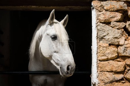 Photo for White horse in its corral, Sa granja, municipality of Esporlas, Mallorca, Balearic islands, Spain, Europe - Royalty Free Image
