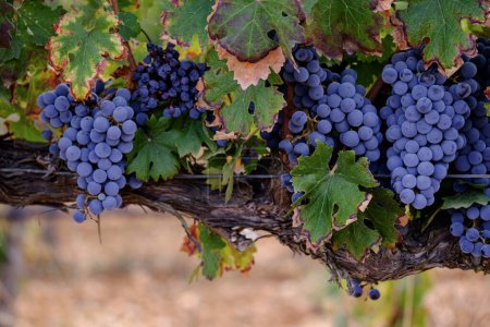 Photo for Grape Merlot, vineyard of Son Bordils, Inca, Mallorca, balearic islands, spain, europe - Royalty Free Image