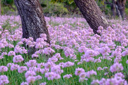 Téléchargez les photos : All de Bruixa en plena floracion, Allium roseum L., Sencelles, Majorque, Îles Baléares, Espagne, Europe - en image libre de droit