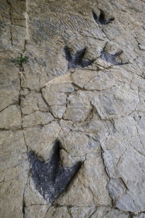 Foto de Huellas de dinosaurio, yacimiento de Los Cayos, Cornago, La Rioja, España, Europa - Imagen libre de derechos