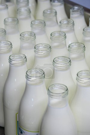 Photo for Fresh milk, Sa Teulera farm, Petra, Mallorca, Balearic Islands, Spain - Royalty Free Image