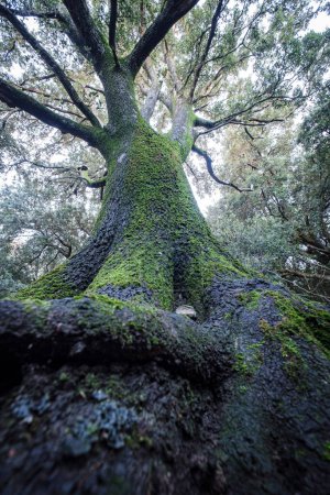 Photo for Turixant forest, Escorca, Mallorca, Balearic Islands, Spain - Royalty Free Image