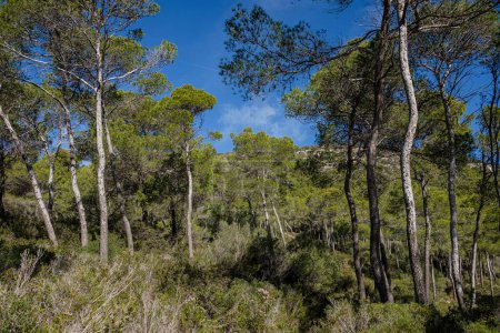 Photo for Aleppo pines, forest on Puig de Randa hillside, Llucmajor, Mallorca, Balearic Islands, Spain - Royalty Free Image
