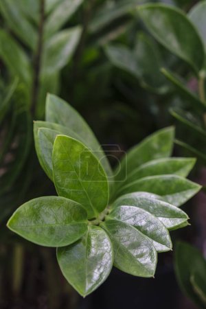 Photo for Leaf stem, Zamioculcas zamiifolia, Mallorca, Balearic Islands, Spain - Royalty Free Image