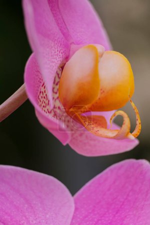 Photo for Purple orchid, Phalaenopsis, Mallorca, Balearic Islands, Spain - Royalty Free Image